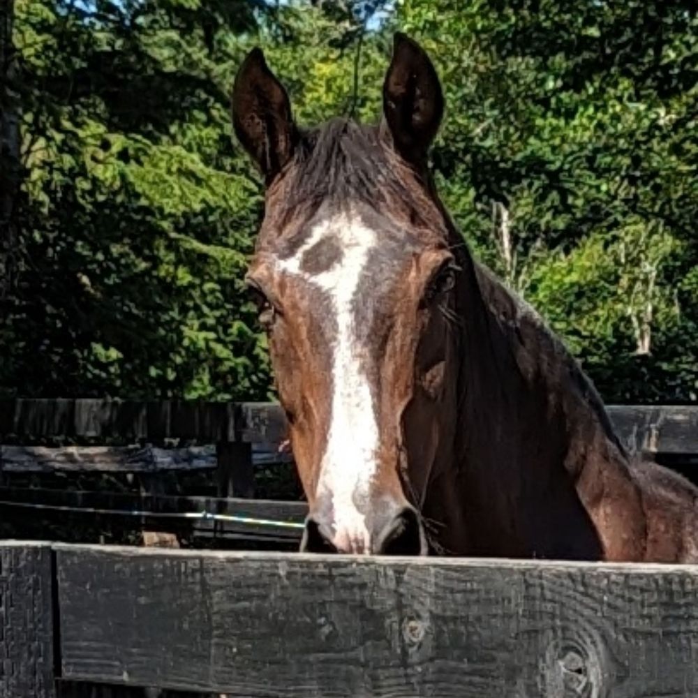 Schrodinger's Horse 