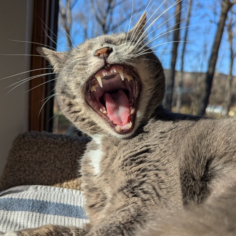 Cait
