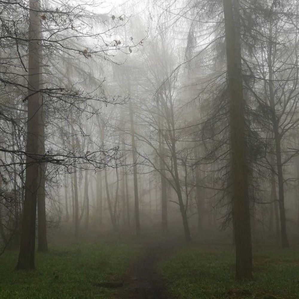 Haunted Forest ᨒ↟ ࣪ ִֶ☾.•⛤