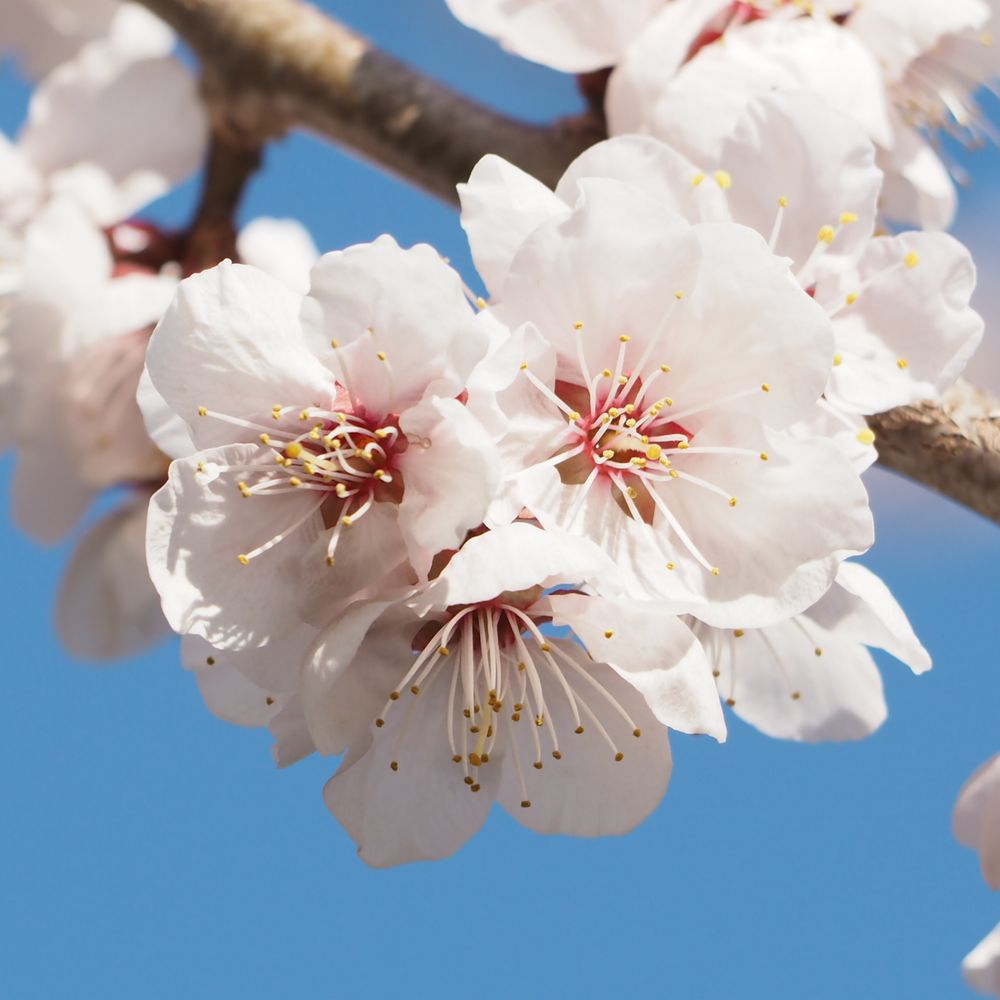 橘 星桜
