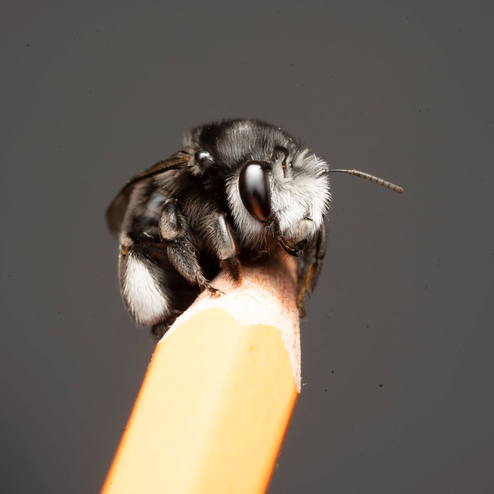 Abejas de Canarias