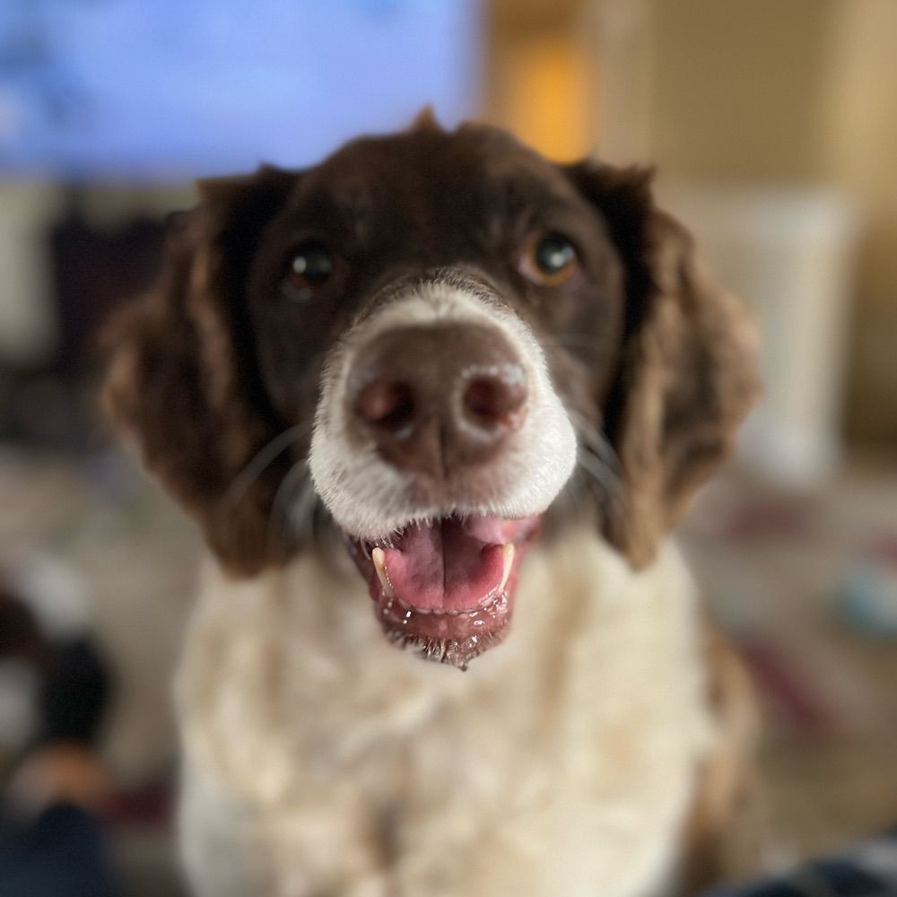 Brittany Spaniel Mom
