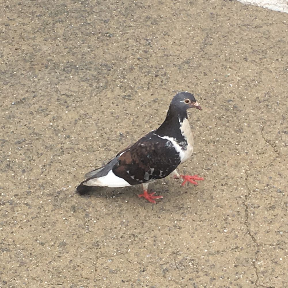 花鳥