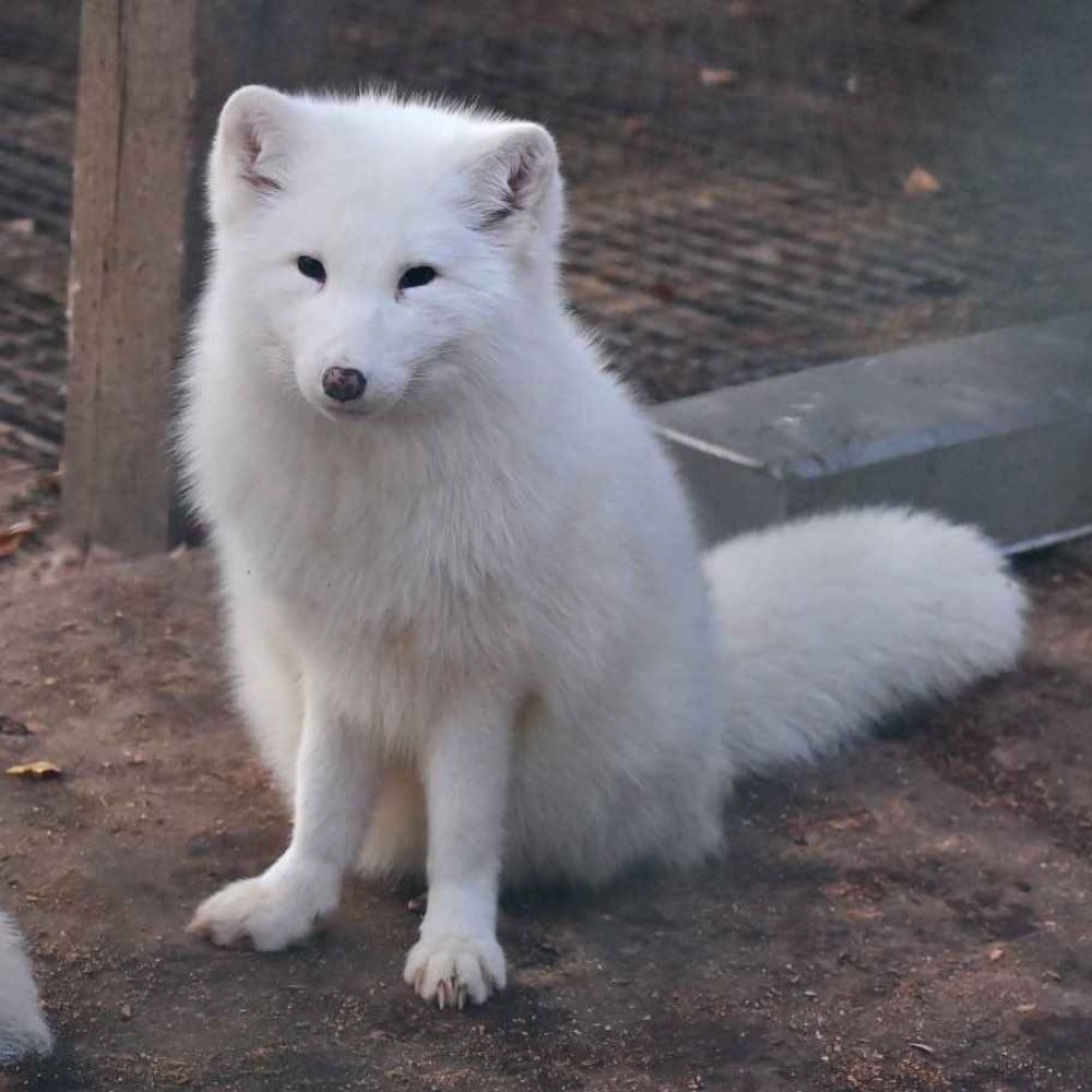 Kuroきつね🦊