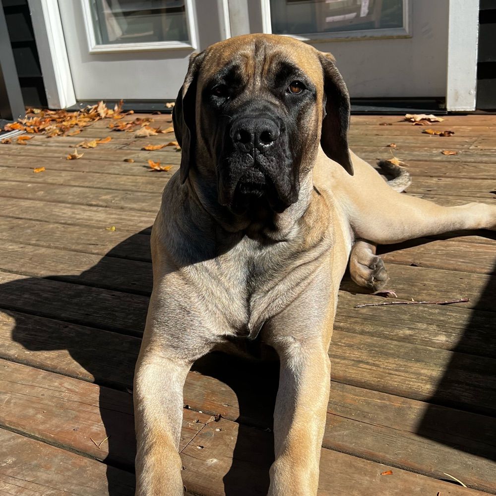Hattie The English Mastiff