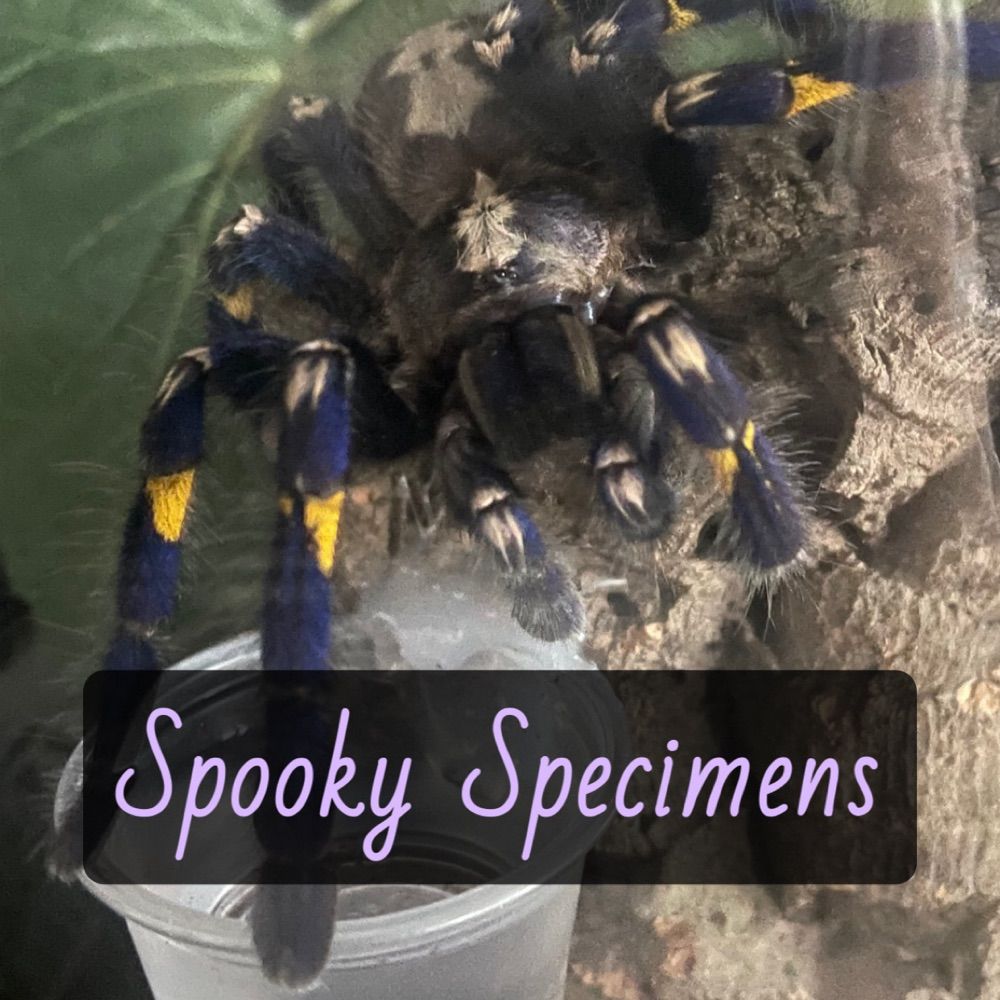 Spooky Specimens