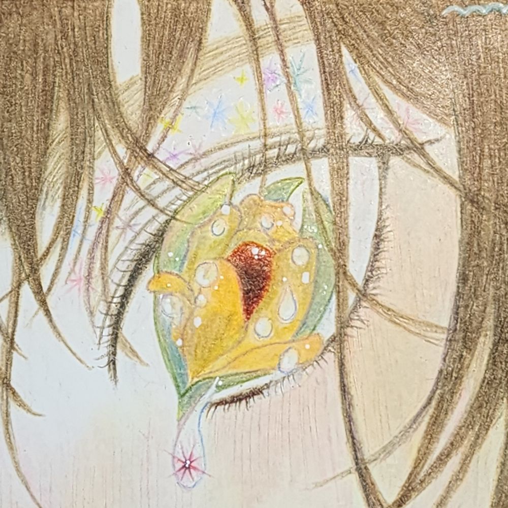 꼬끄