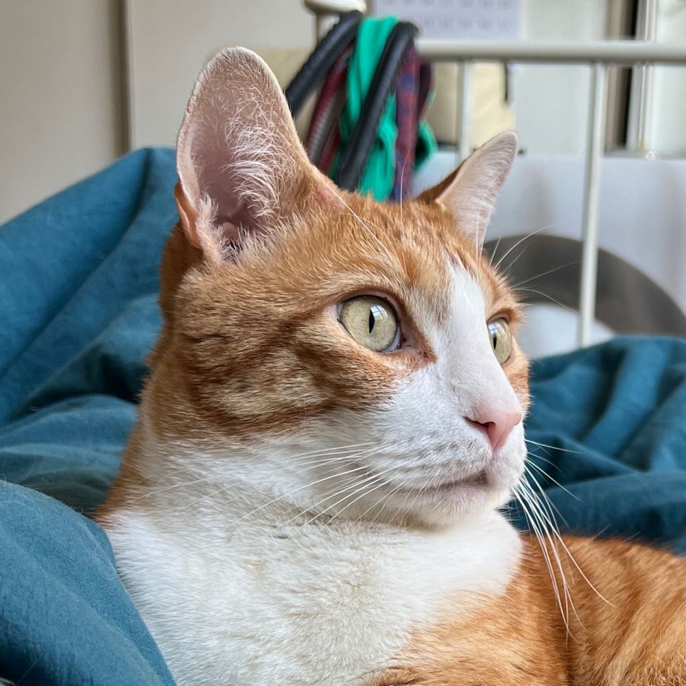 Widget Murray-Thurmond