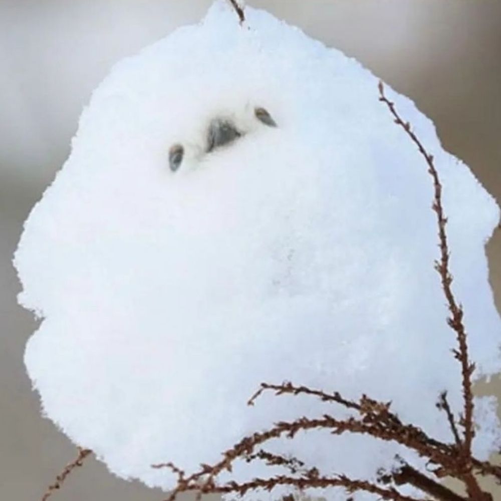 눈꽃