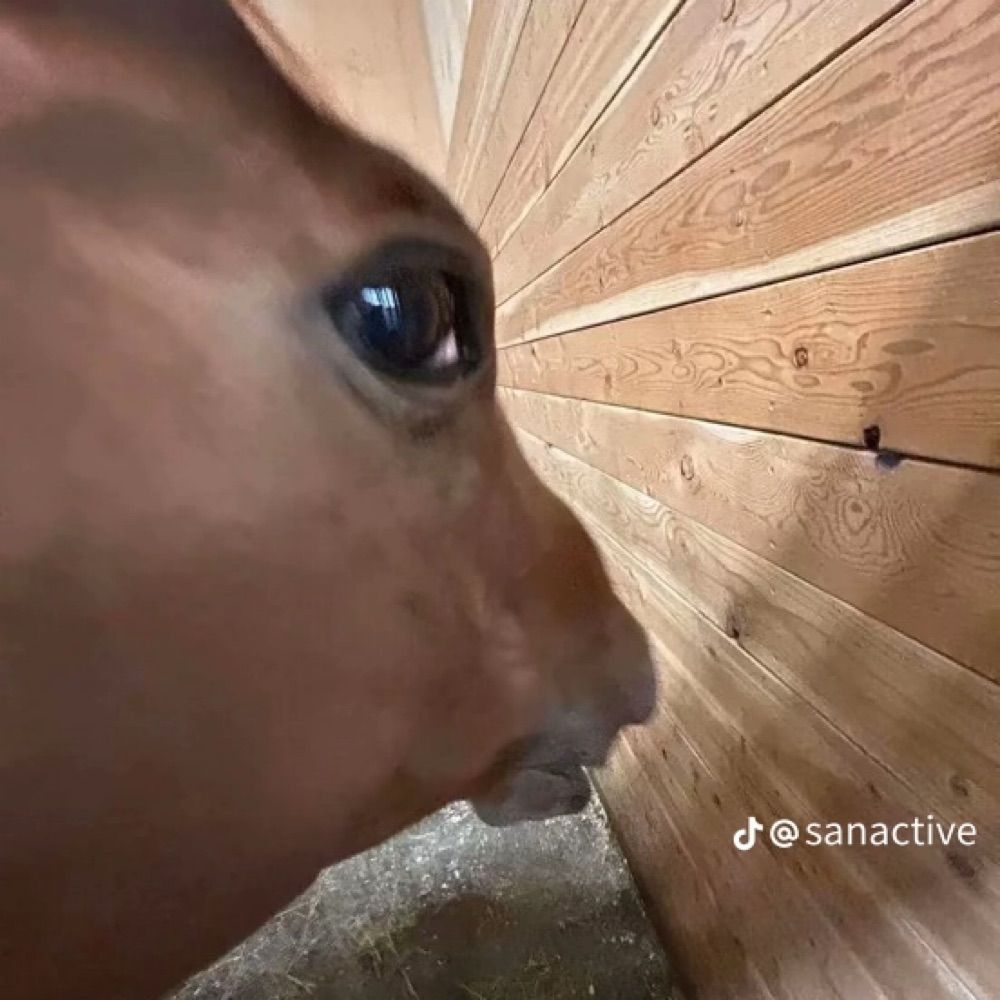 kau