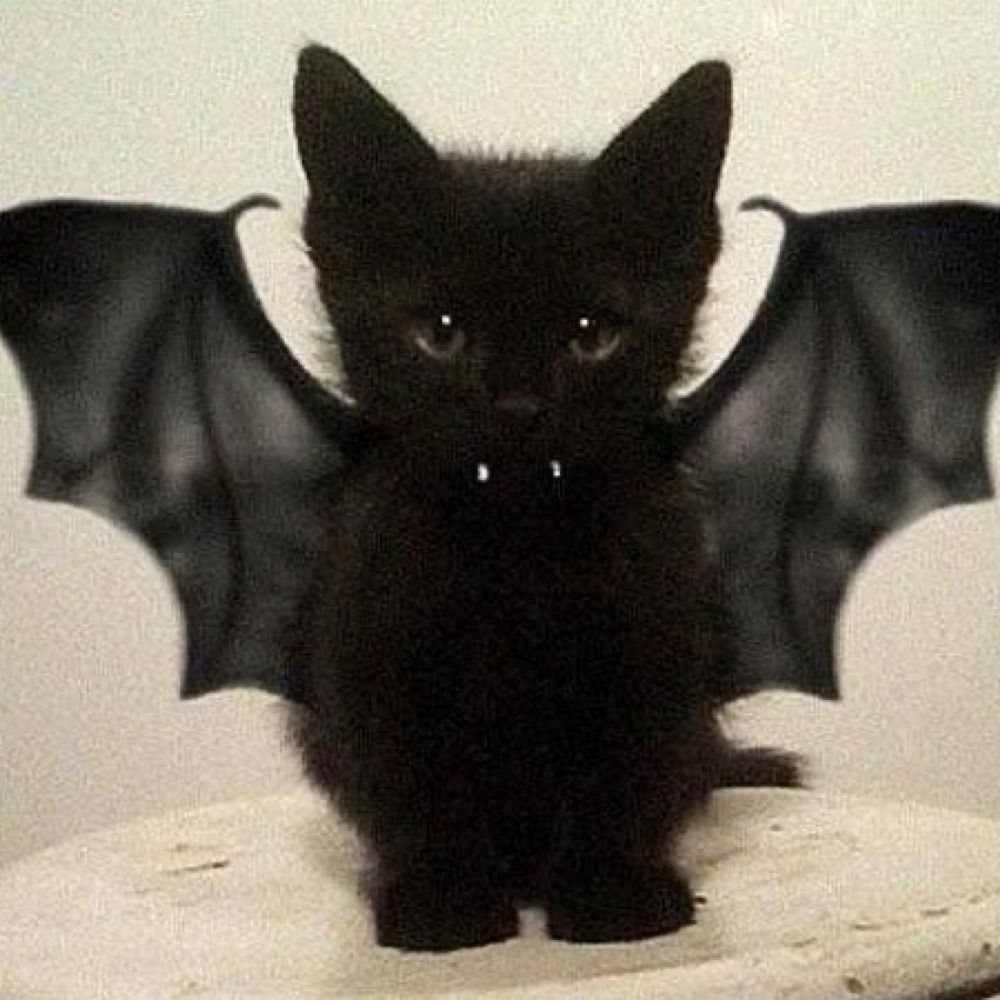 Lealvampirescaa🦇