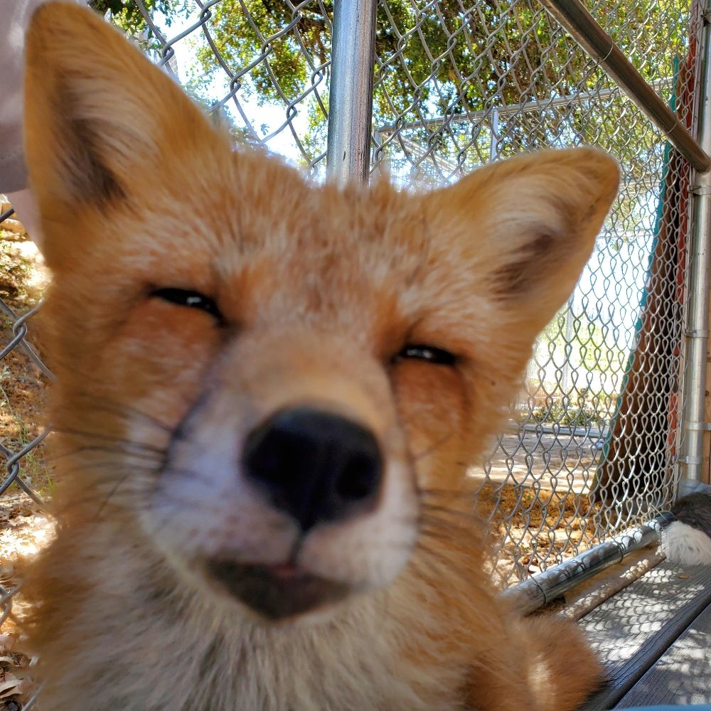 Foxx