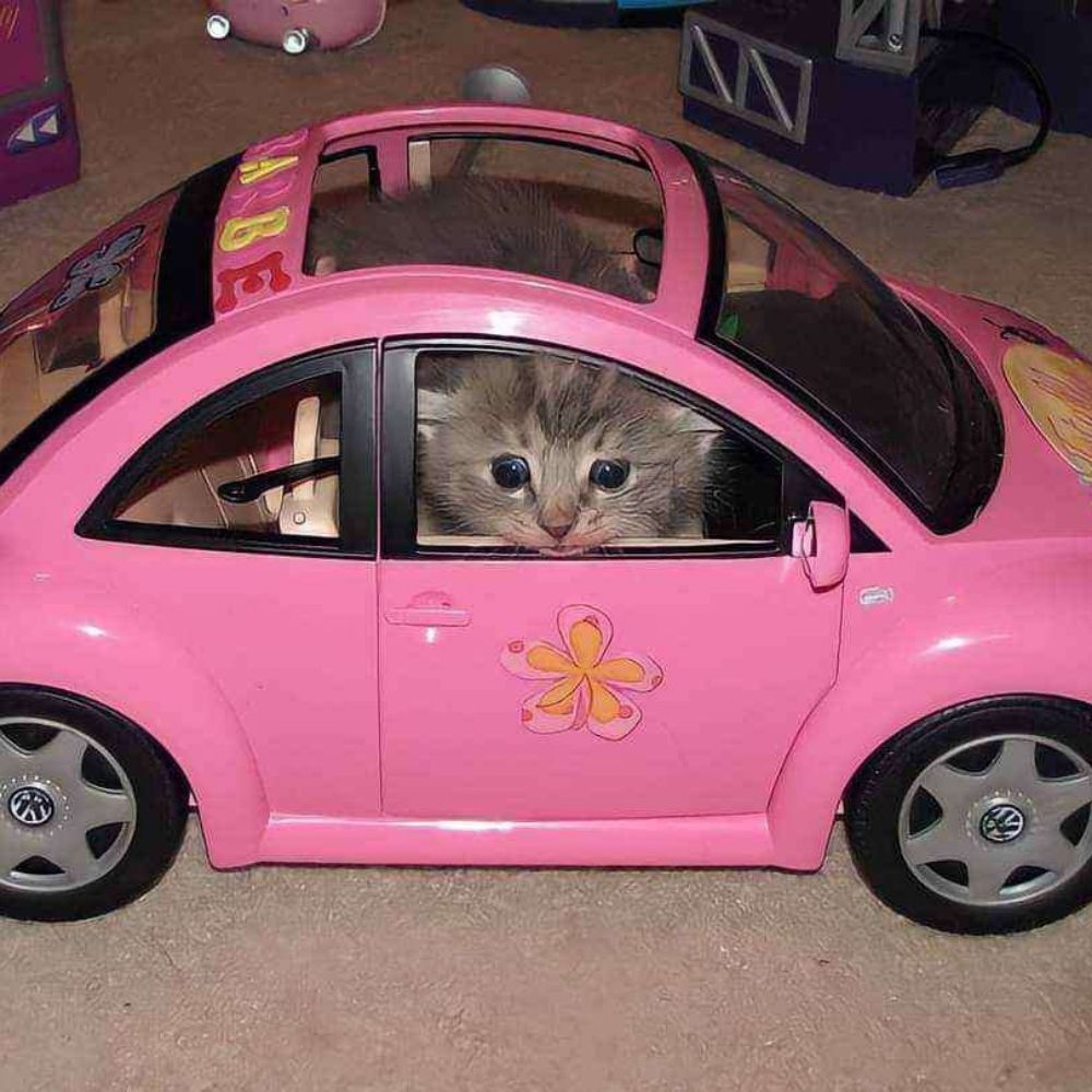 bluebellypie.bsky.social