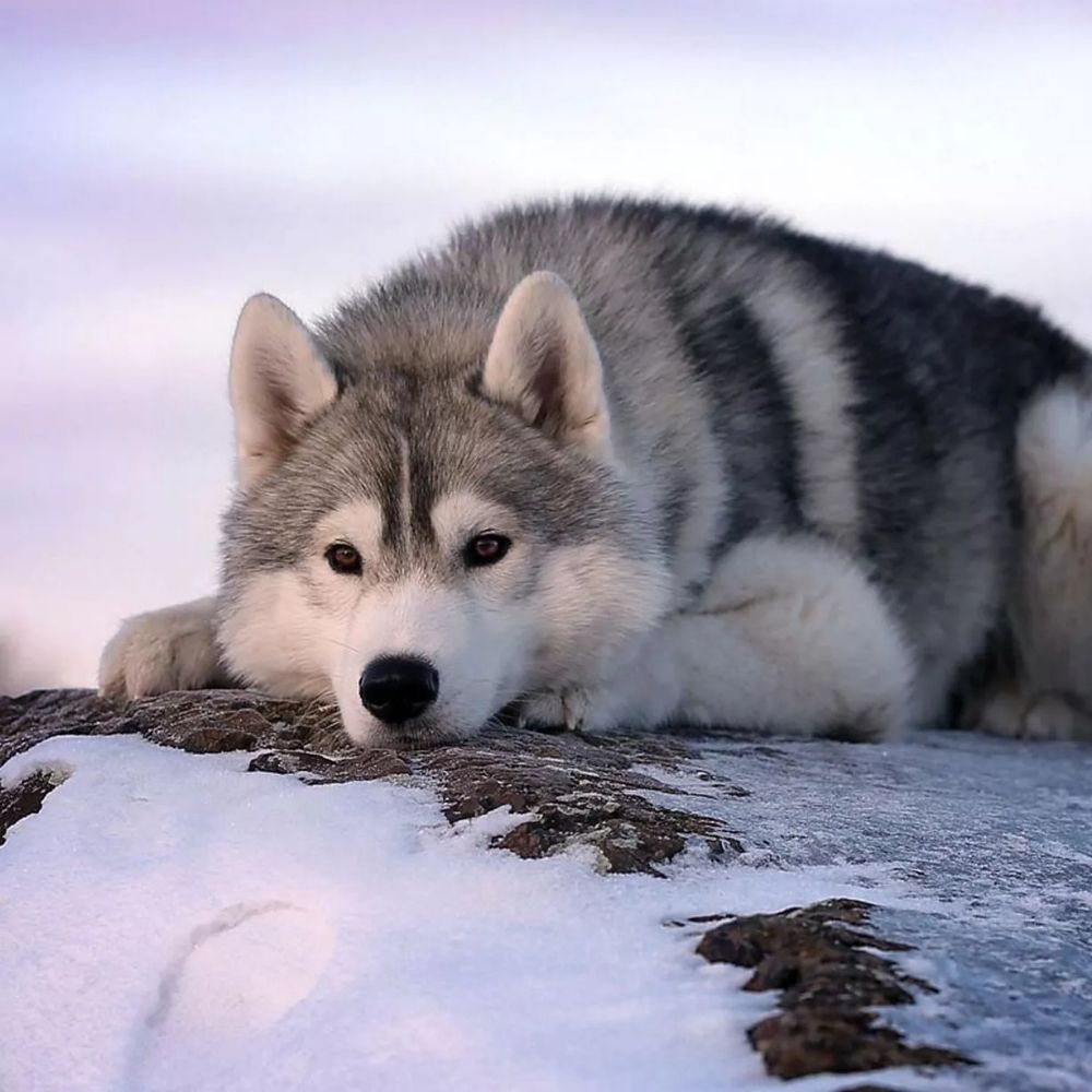 John Williams🐺