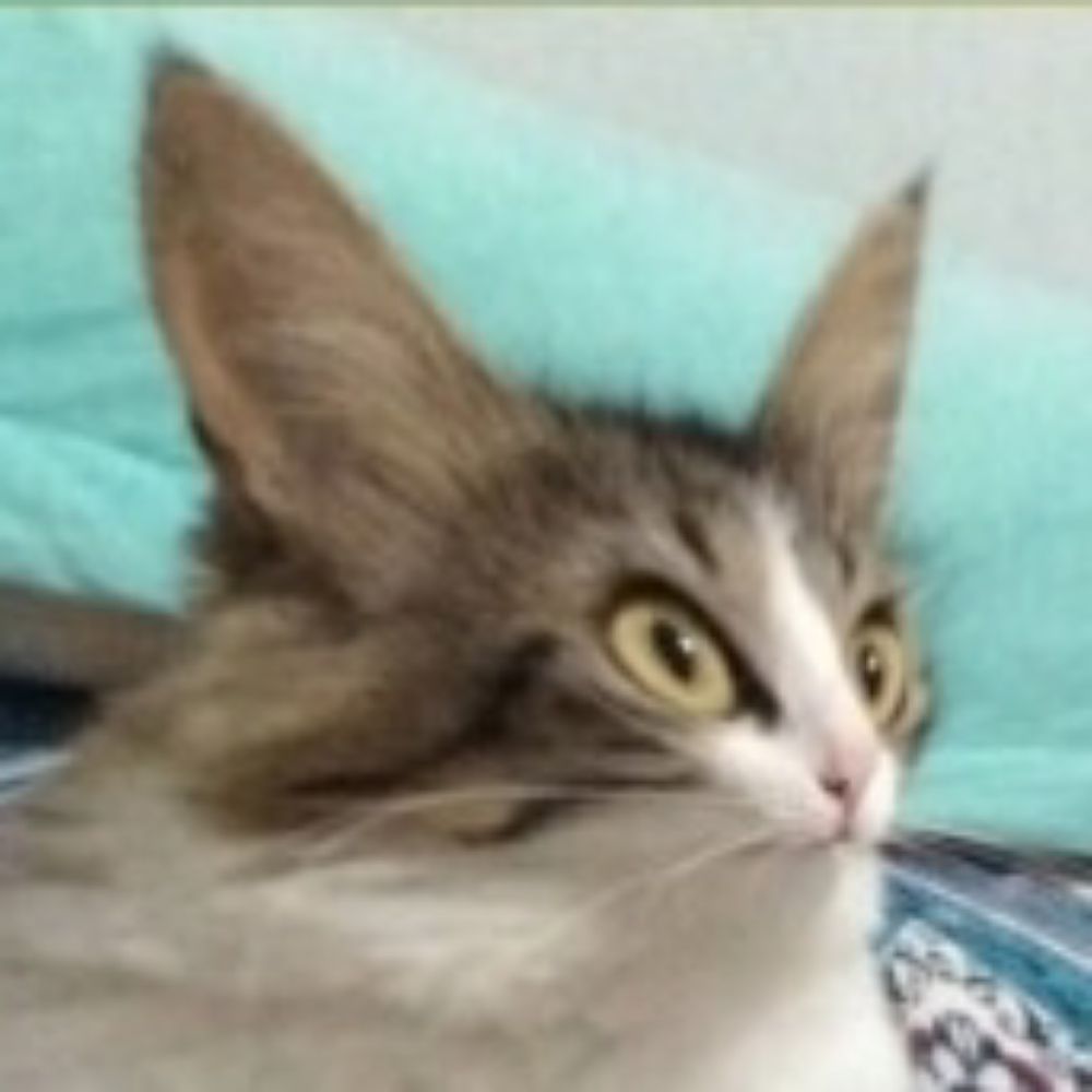 nuek
