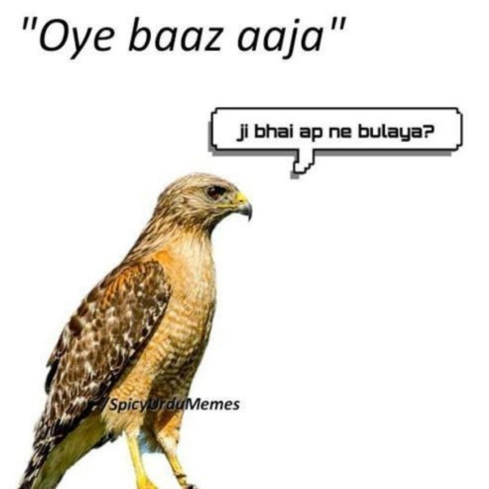 BAAAZZZZ