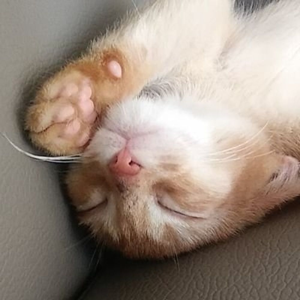 판파야