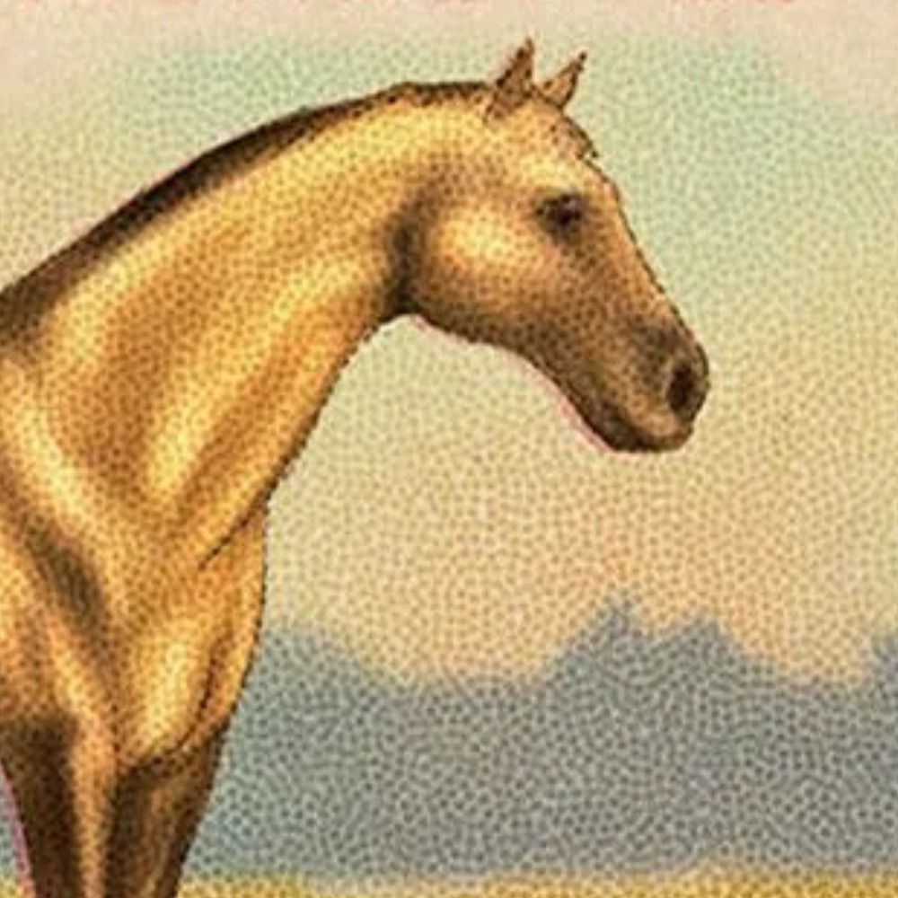 Notional Horse