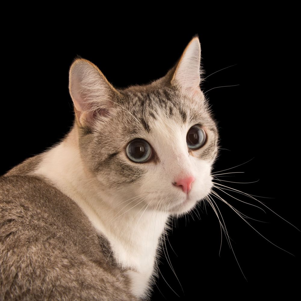 Cat of Bluesky