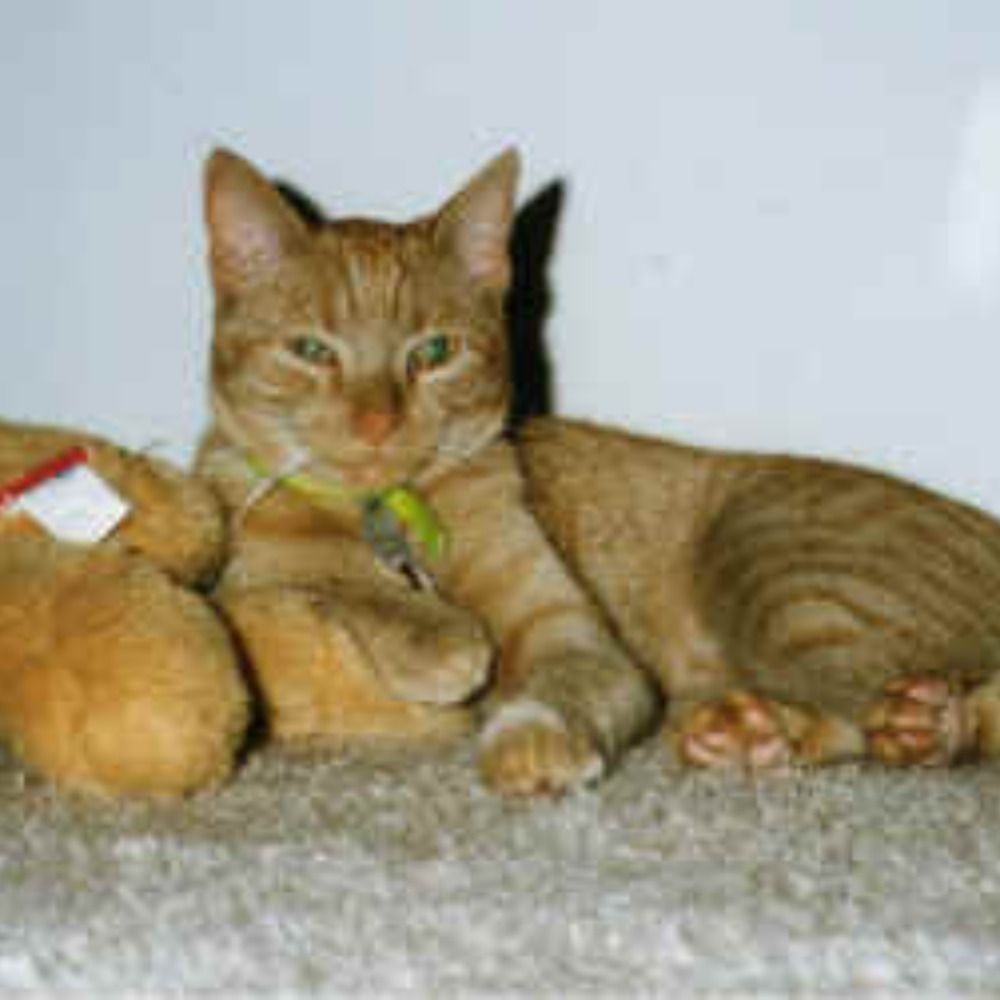 JeffTiger