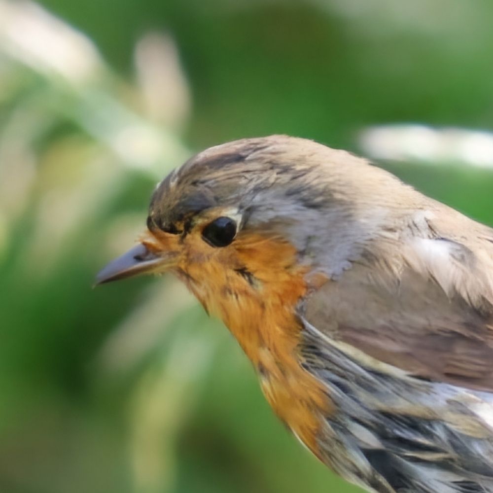 Andy Birding