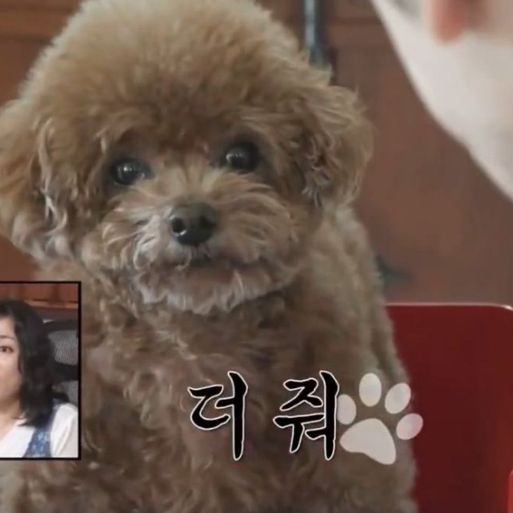 레프