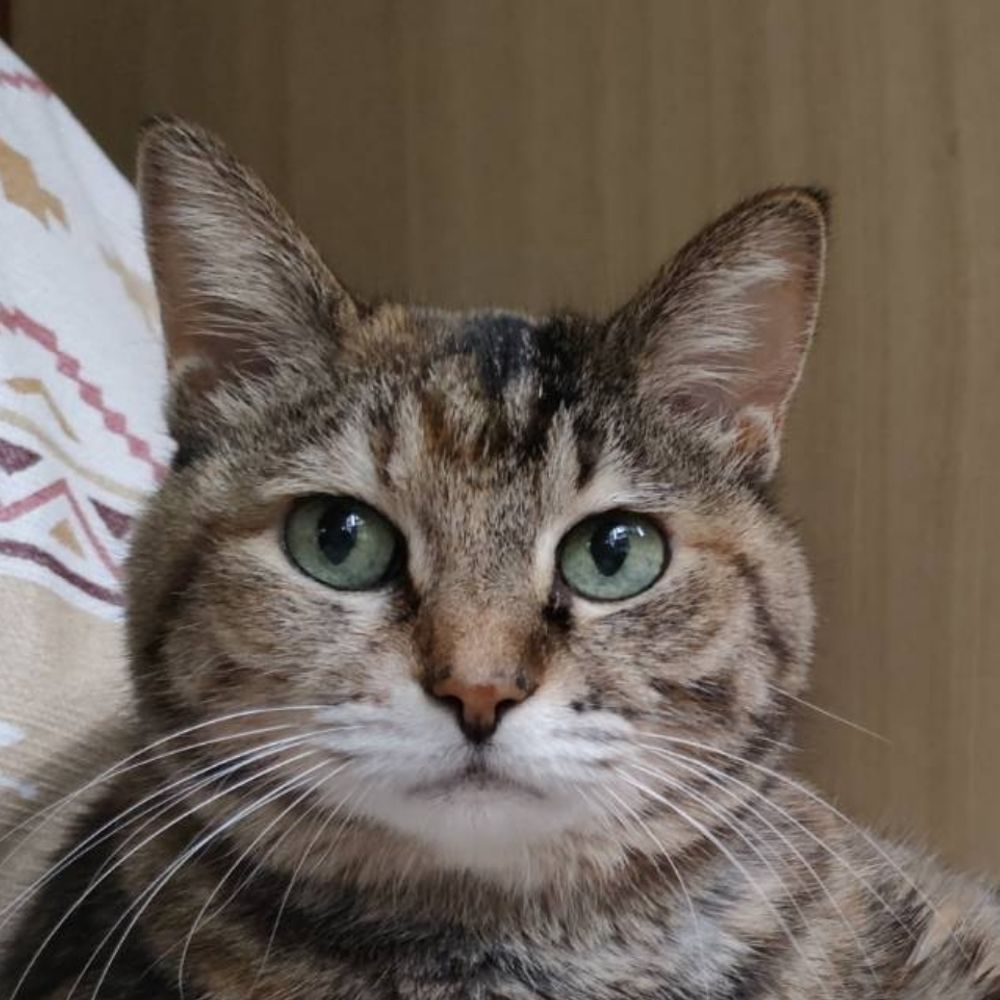 ちびねこ