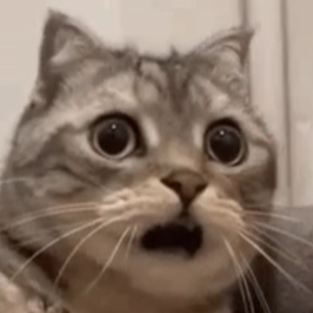 kaicat