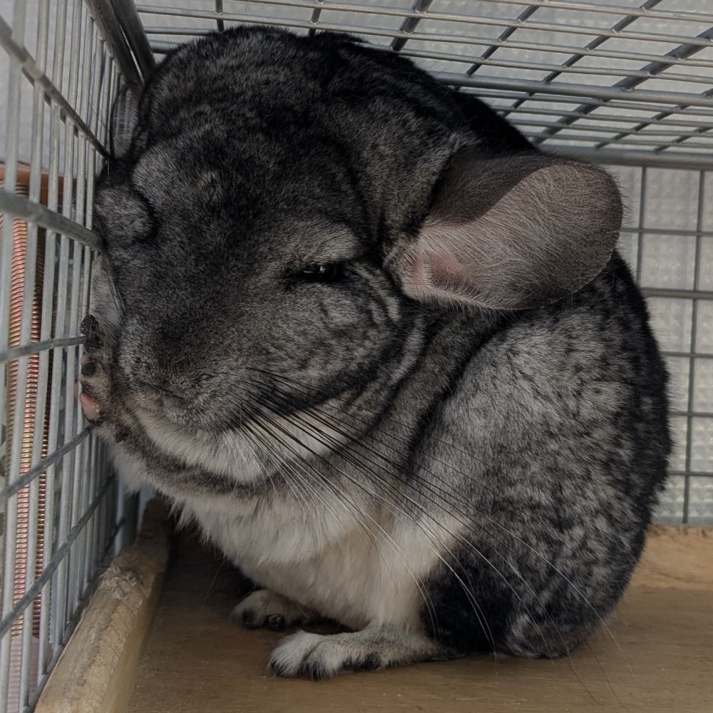 ぽんすけ