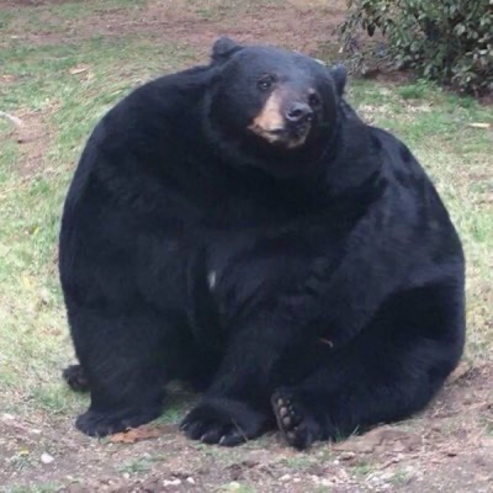 곰당이