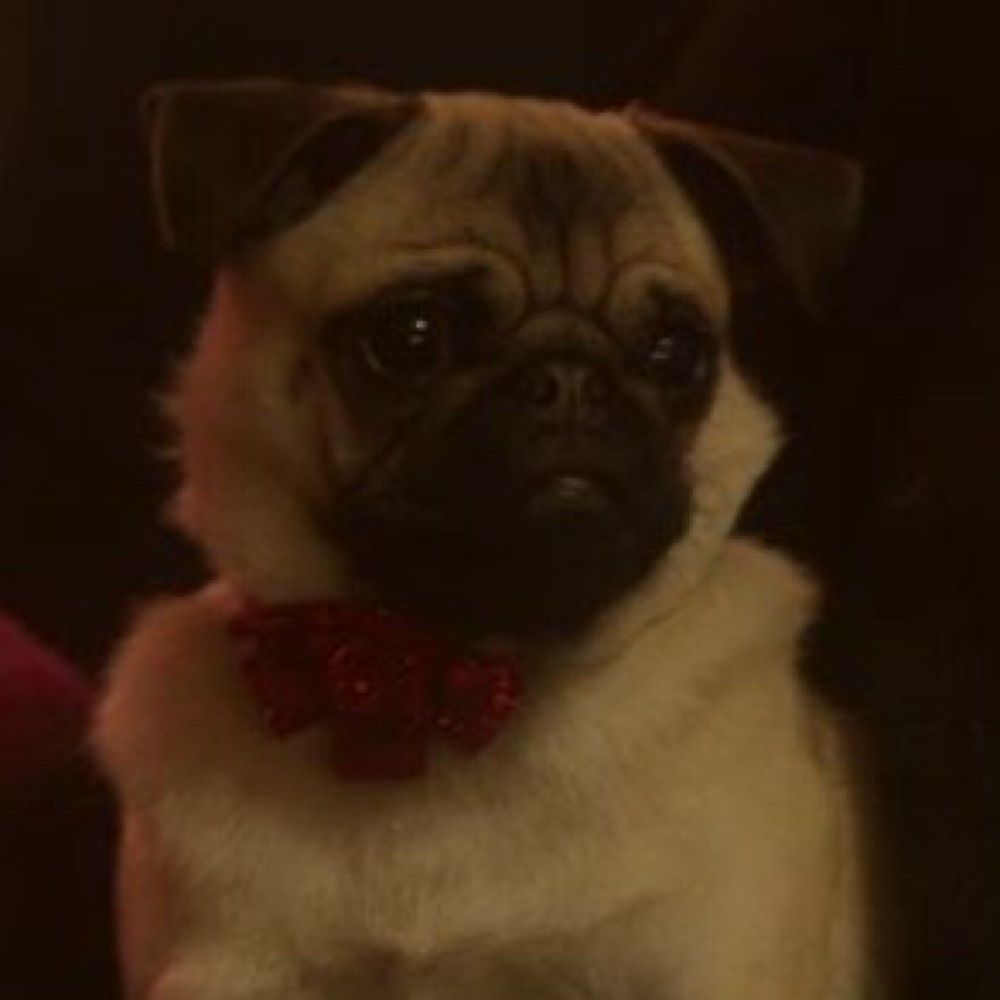 Henry the Pug