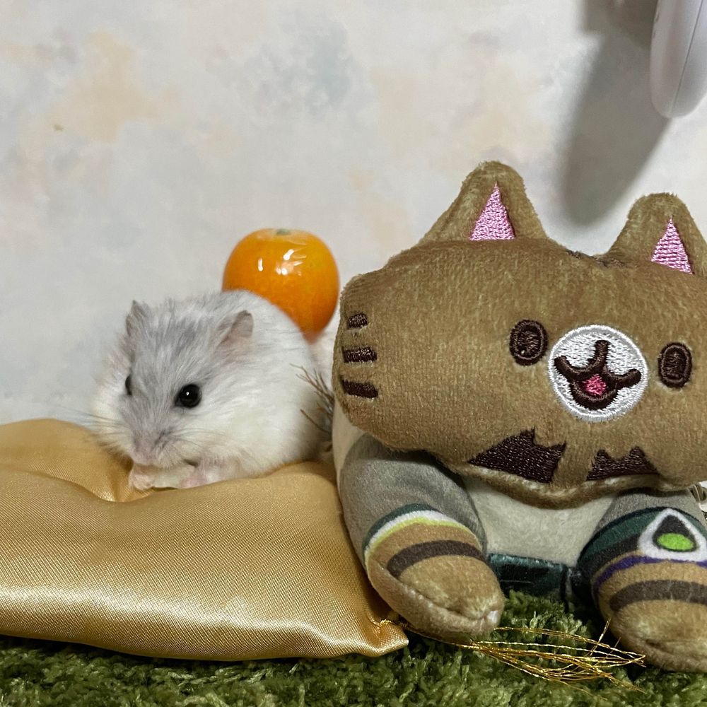 ポントキ