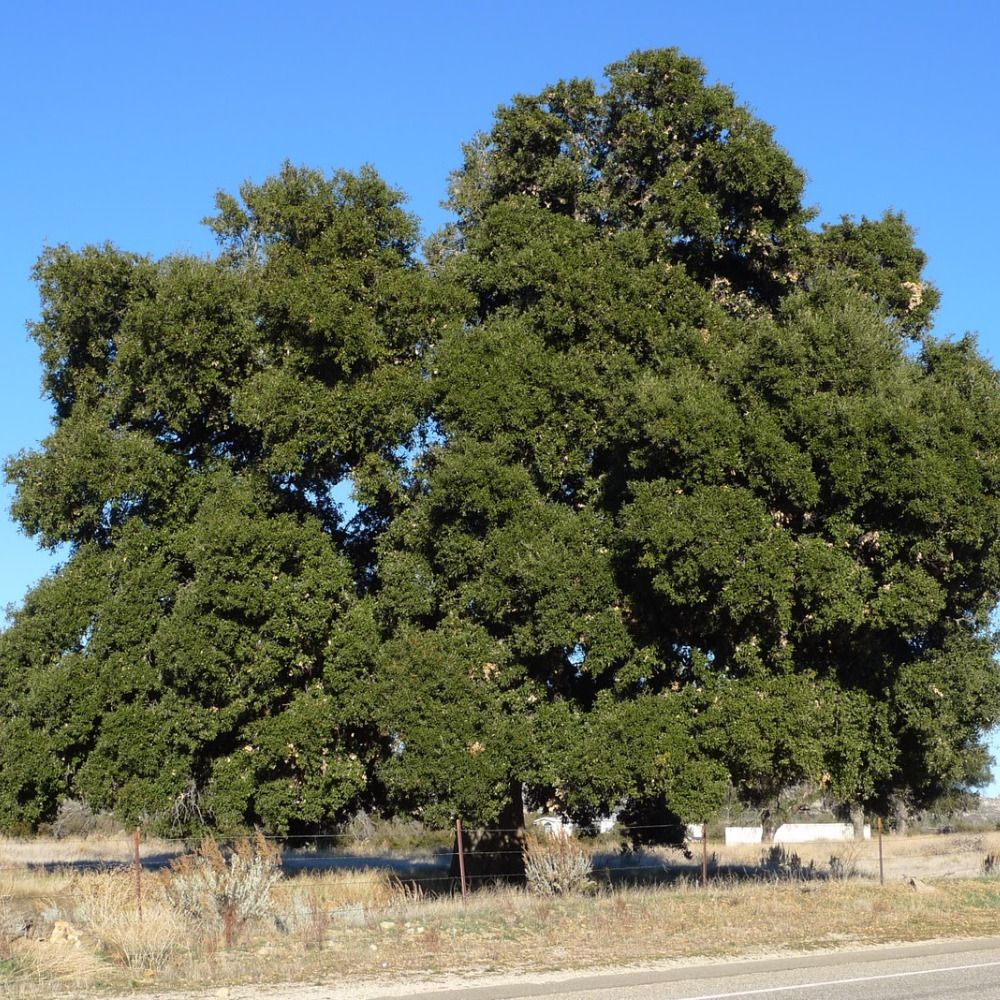 coast live oak