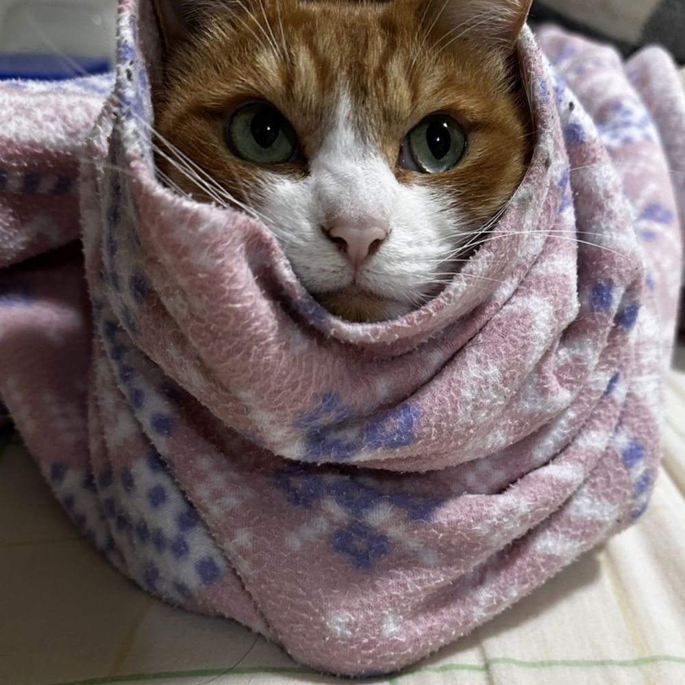 スイ直さん