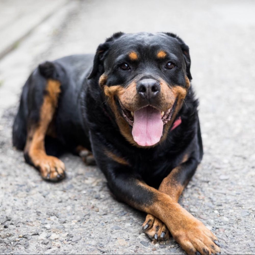 k9rottweiler.bsky.social on Bluesky