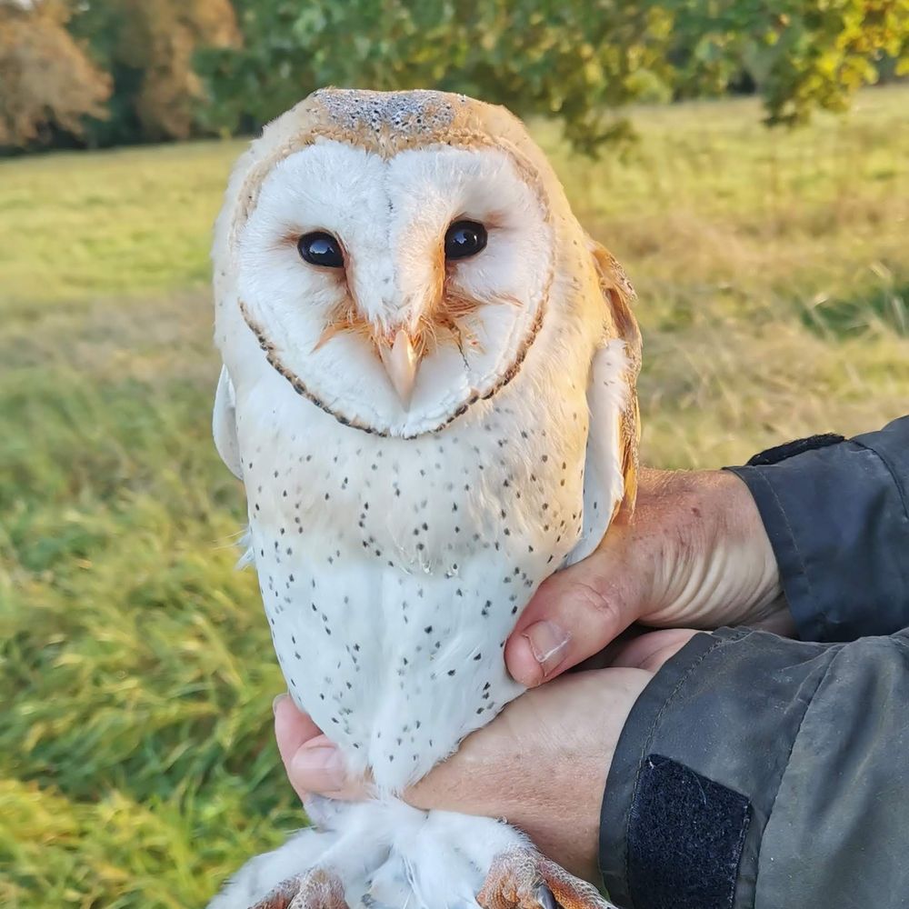 Bucks Owl and Raptor Group 🦉