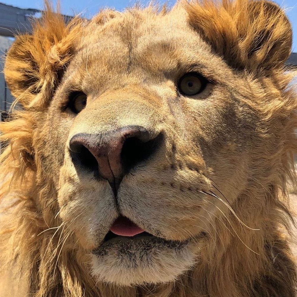 Lion Coded 🦁