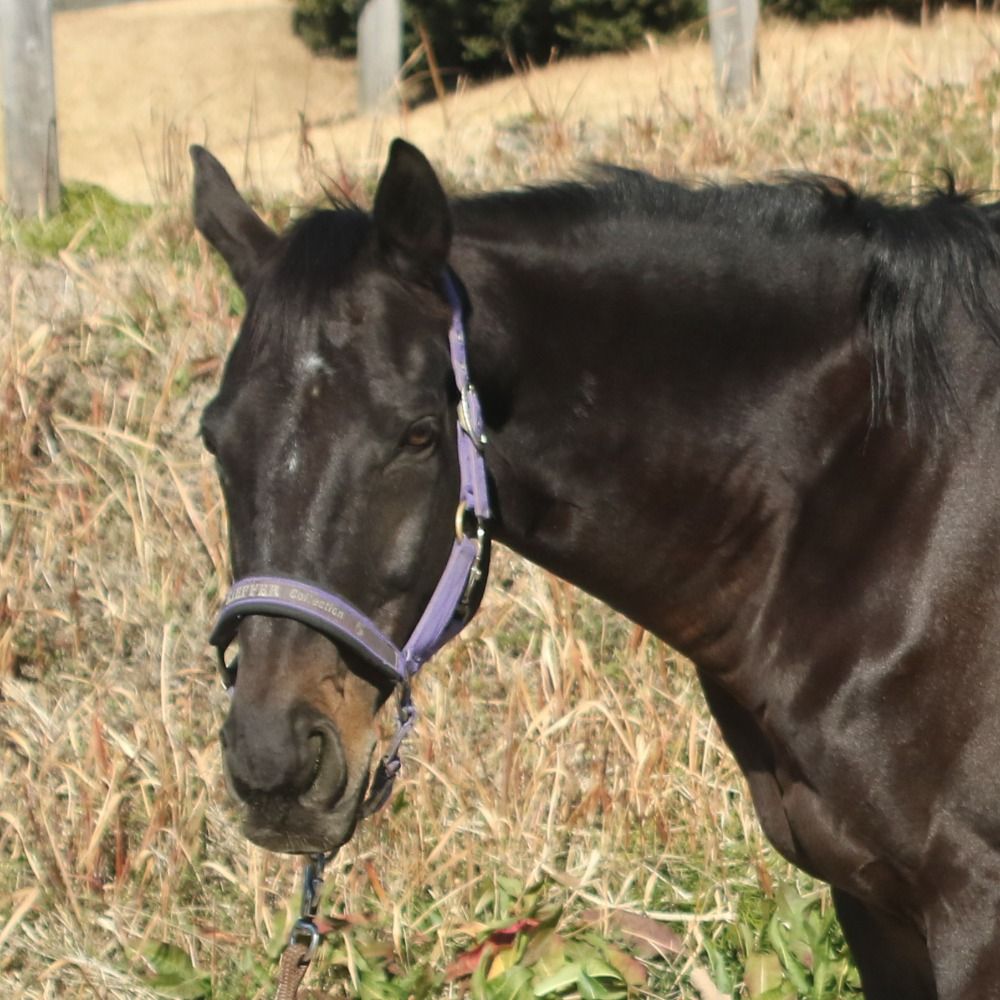 めい🐴
