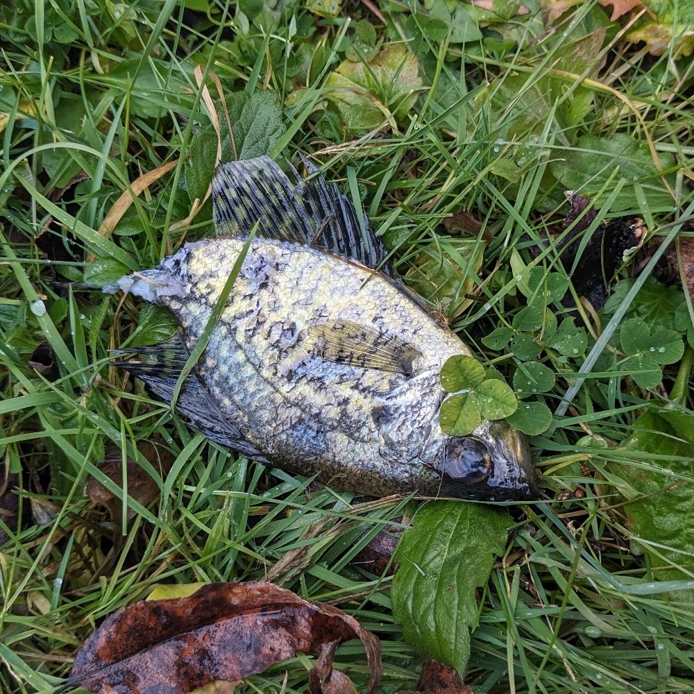 Holy Mackerel