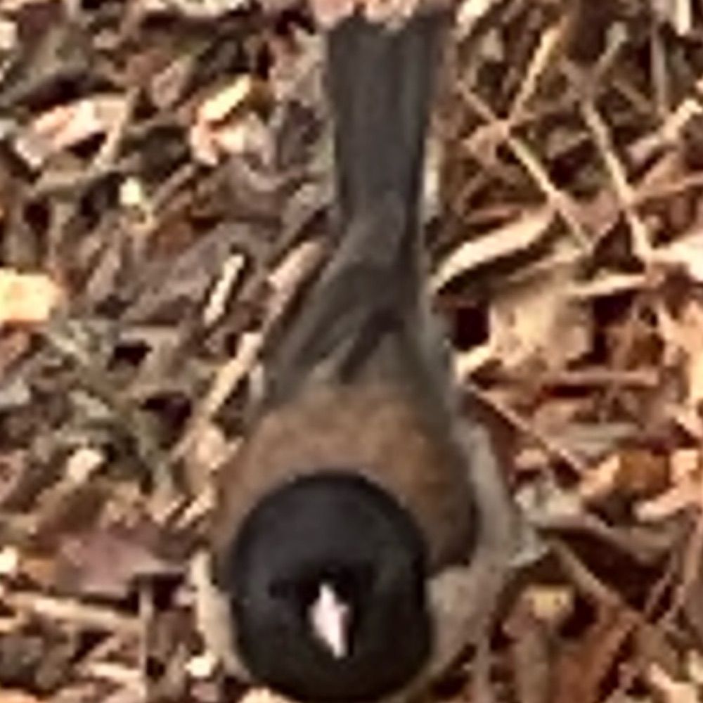 grackle
