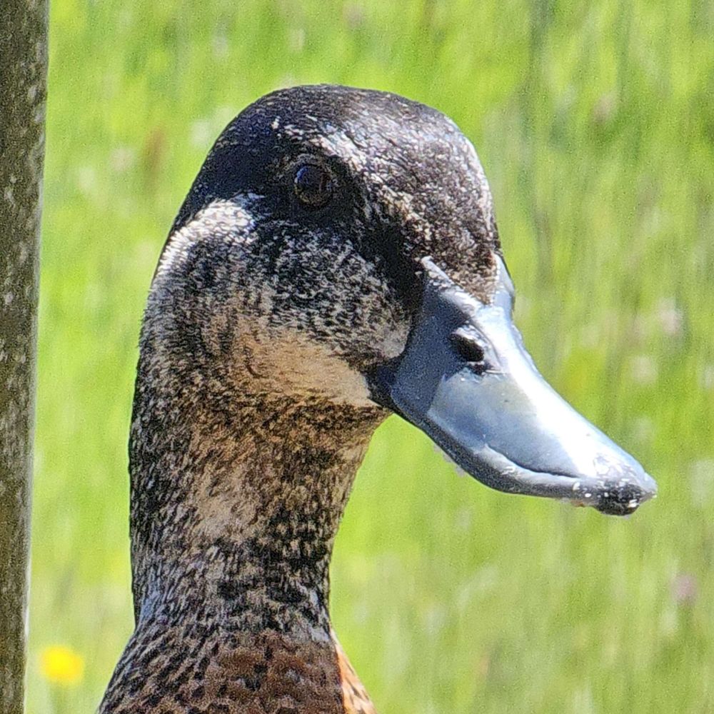 Jack