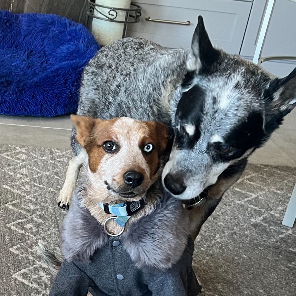 Harlow Heelerhaven