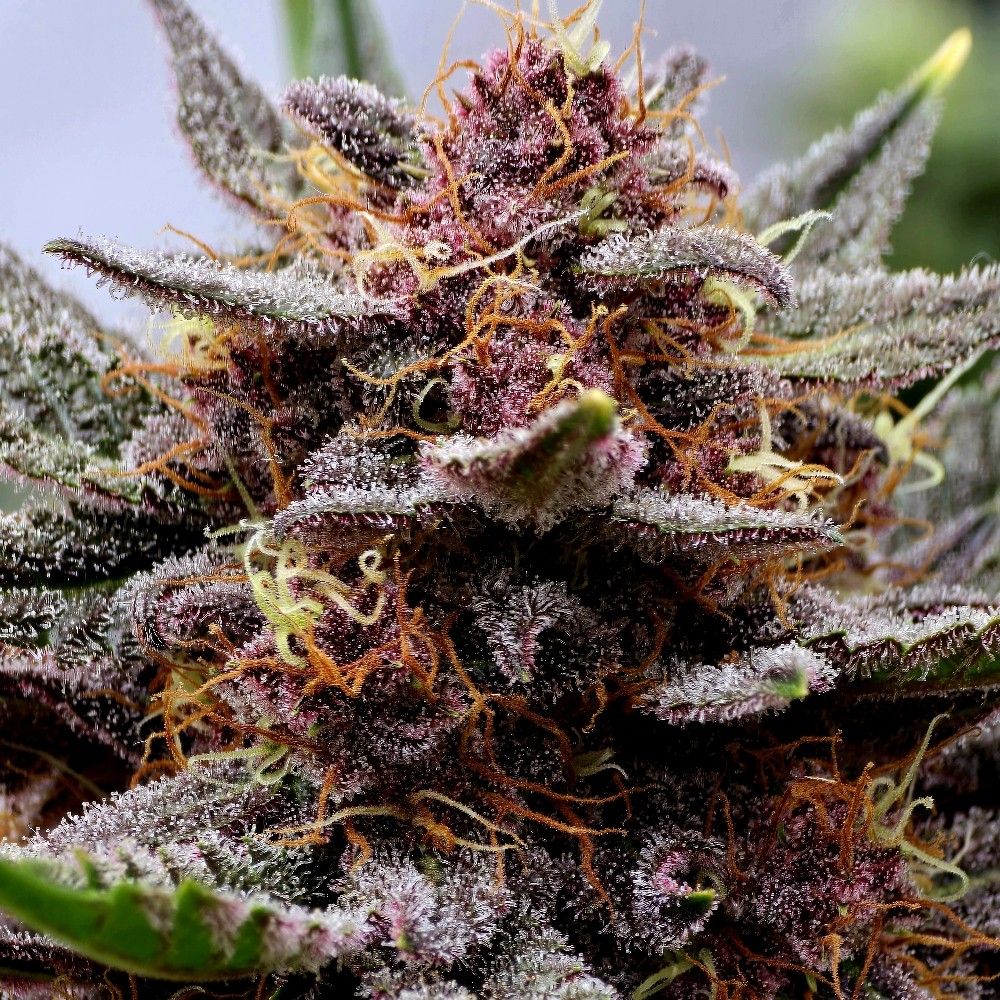 KushClicks