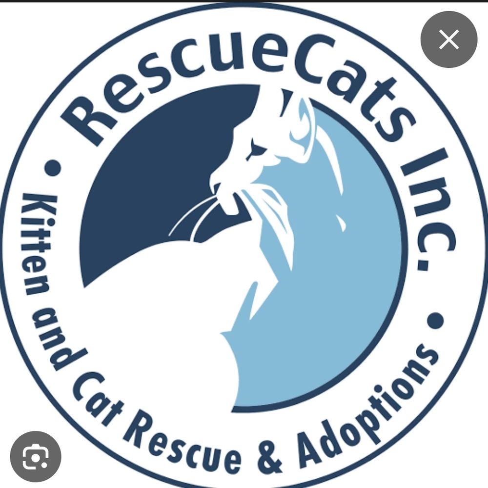 Odesa Cat Sanctuary