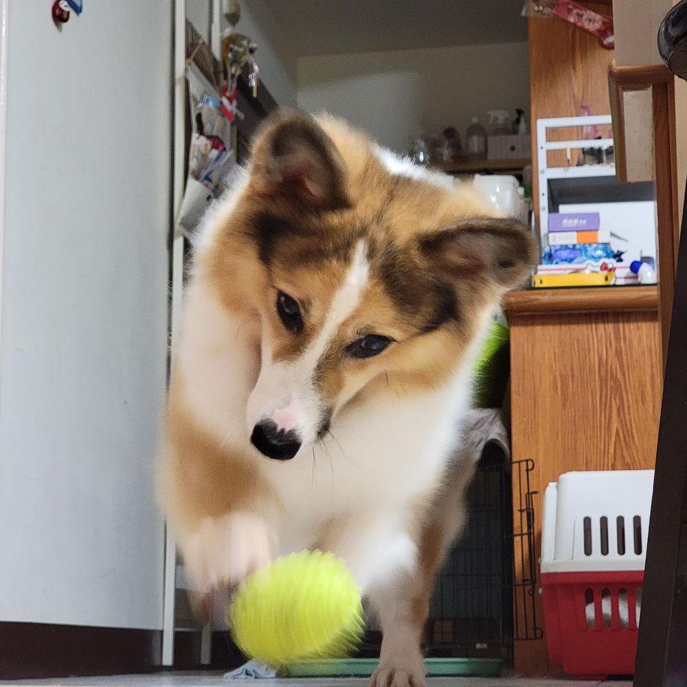 BB