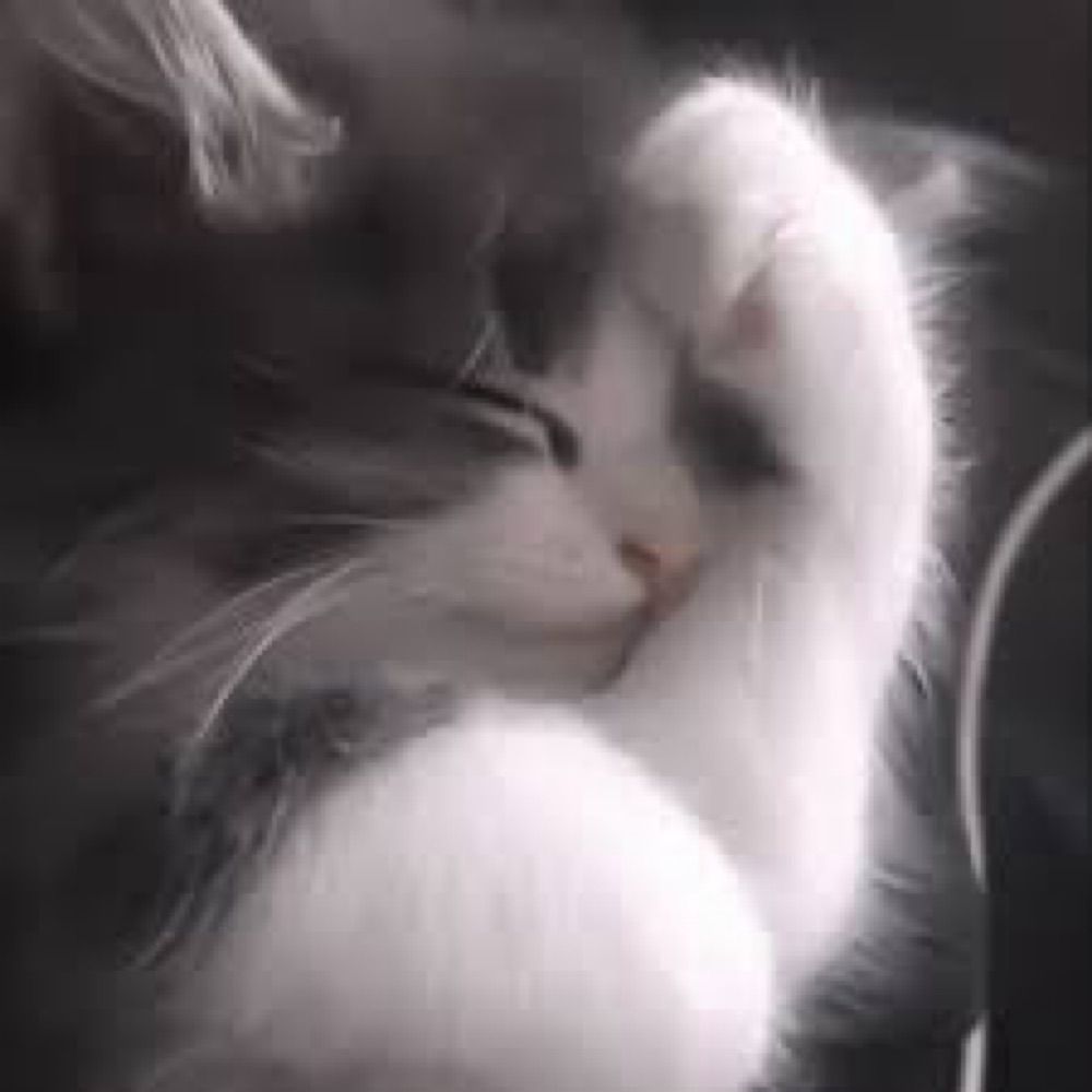 猫村長