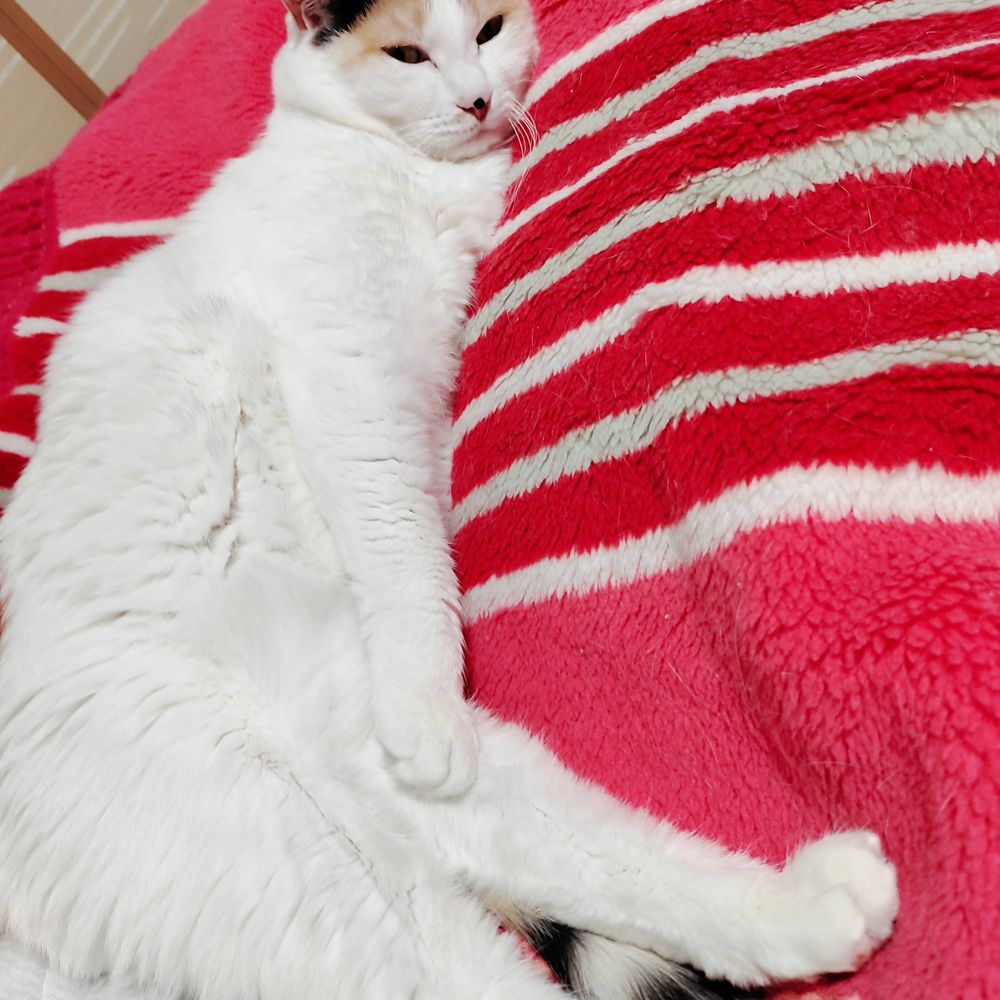 どーも