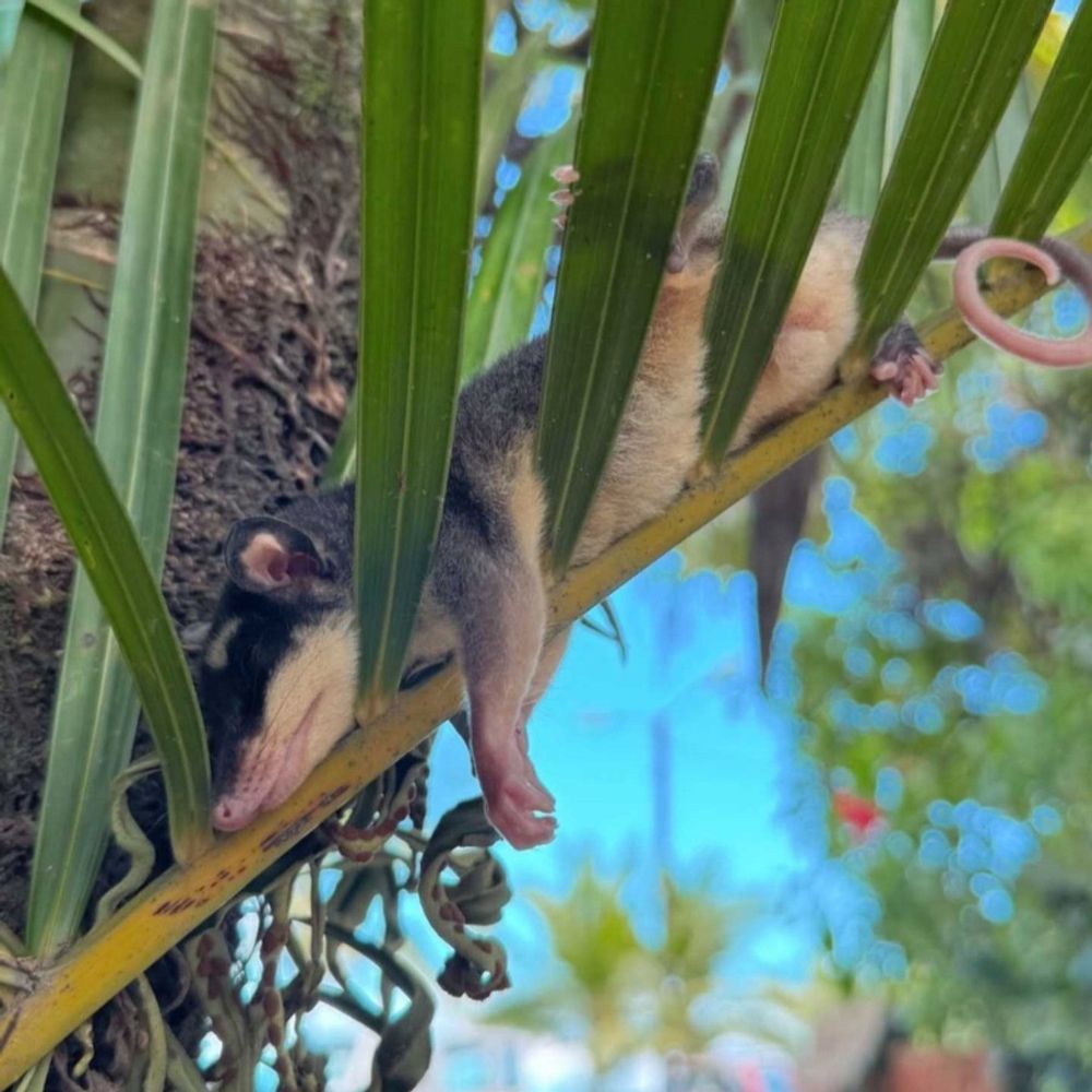 Opossum with no filter.