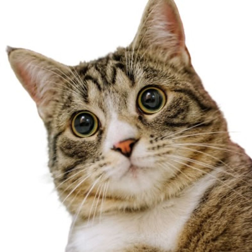 ねこのきゃっとさん