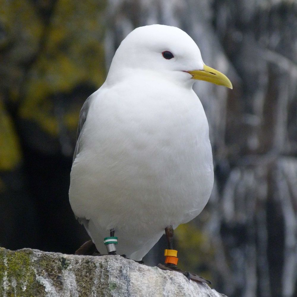 UKCEHseabirds